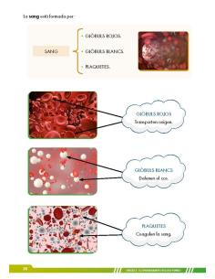 Ciències de la naturalesa 6. Adaptació amb suports visuals 2