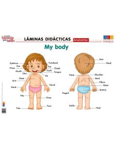 Láminas didácticas. Anatomía: My body